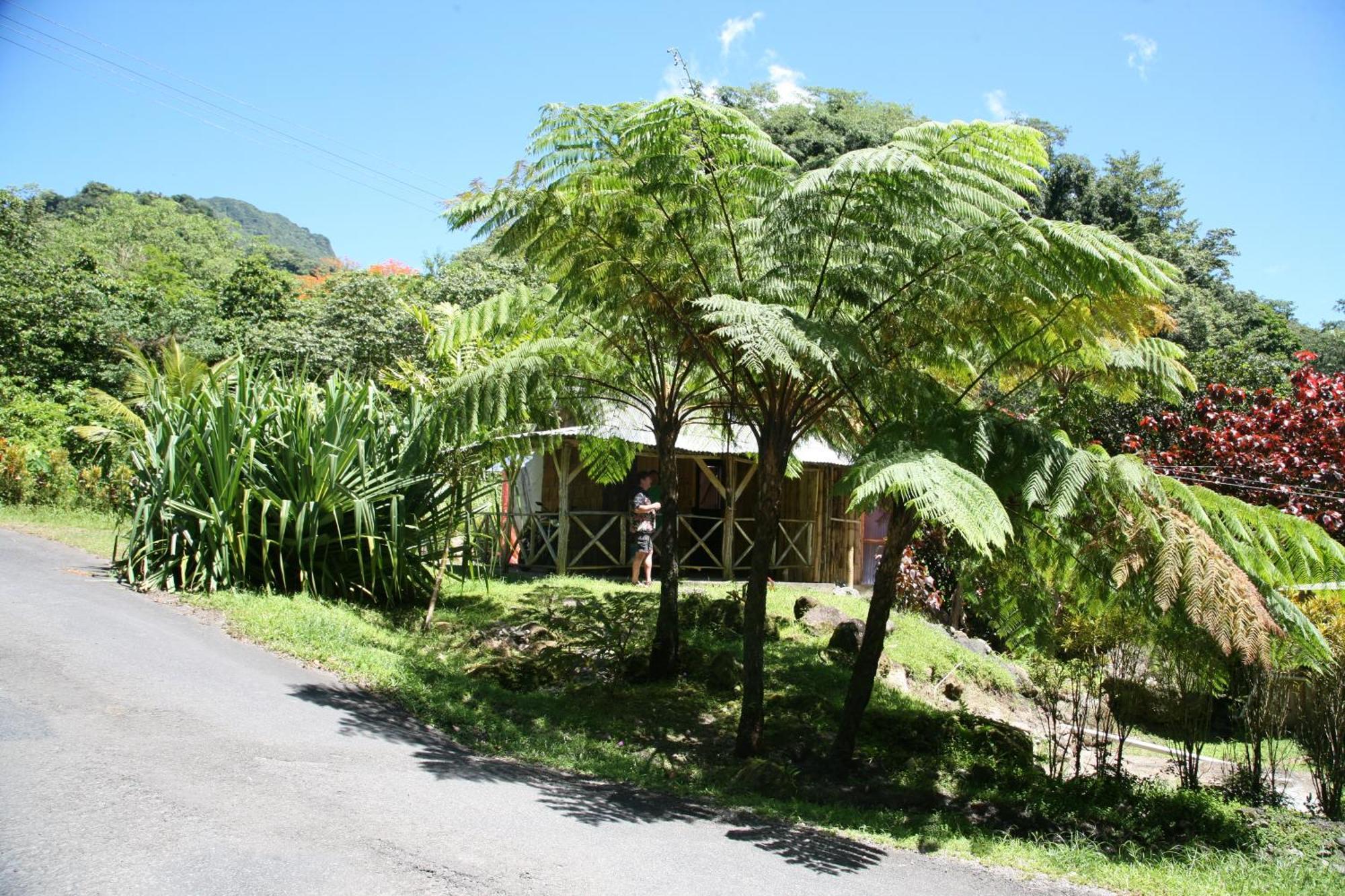 Natty Tropical Valley Roseau Bagian luar foto